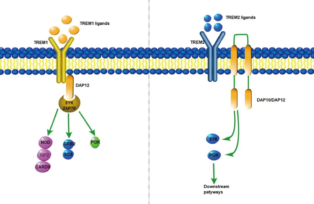 阿爾茨海默癥？癌癥？-靶點TREM