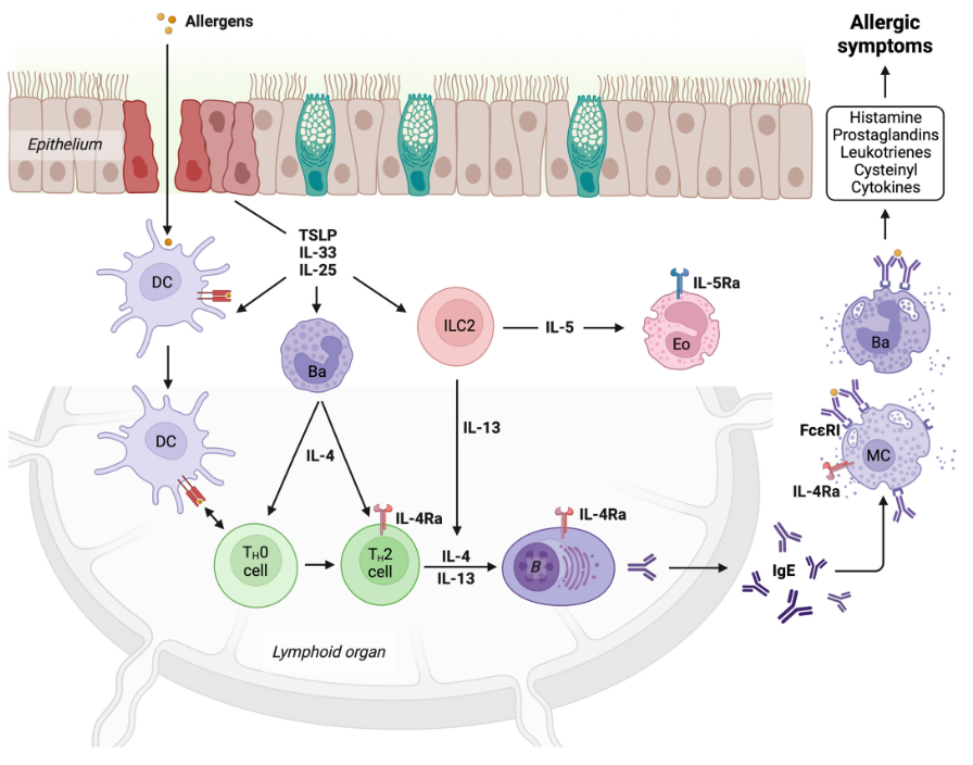 IgE：過敏與免疫的“雙面分子”