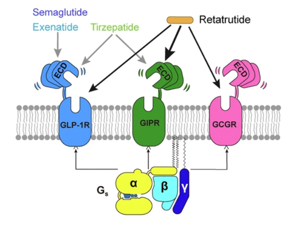 GLP-1R、GCGR、GIPR多靶點激動劑與代謝疾病